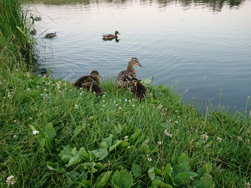 Sony Xperia XZ Premium