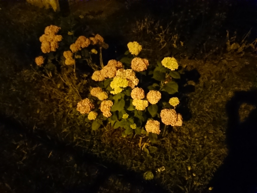 Sony Xperia XZ Premium