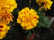 Sony Xperia XZ1 Compact