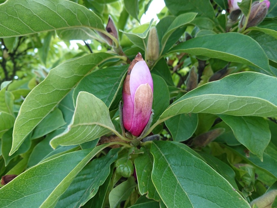 Sony Xperia XZ1 Compact