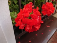 Sony Xperia XZ1 Compact