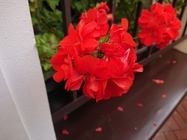 Sony Xperia XZ1 Compact