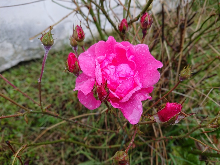 Sony Xperia XZ1 Compact