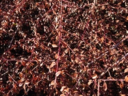 Sony Xperia XZ2 Compact