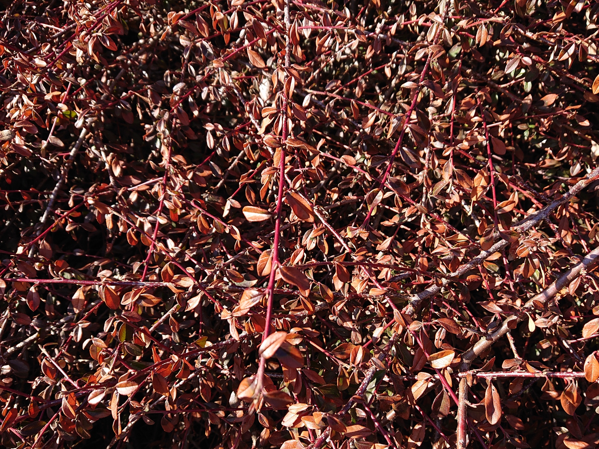 Sony Xperia XZ2 Compact