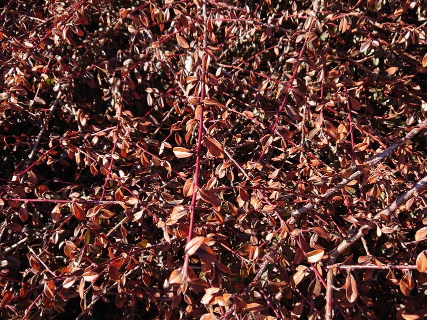 Sony Xperia XZ2 Compact