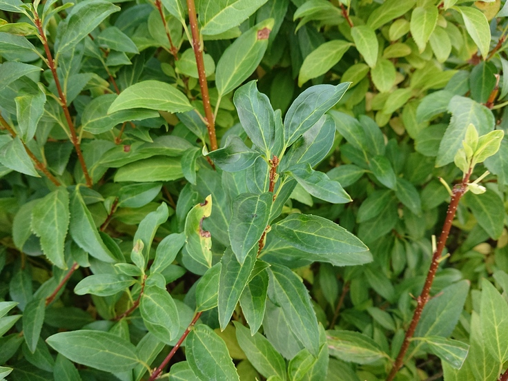 Sony Xperia XZ2 Premium