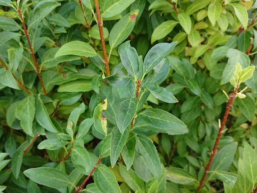 Sony Xperia XZ2 Premium