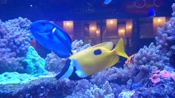 Sony Xperia Z1 compact