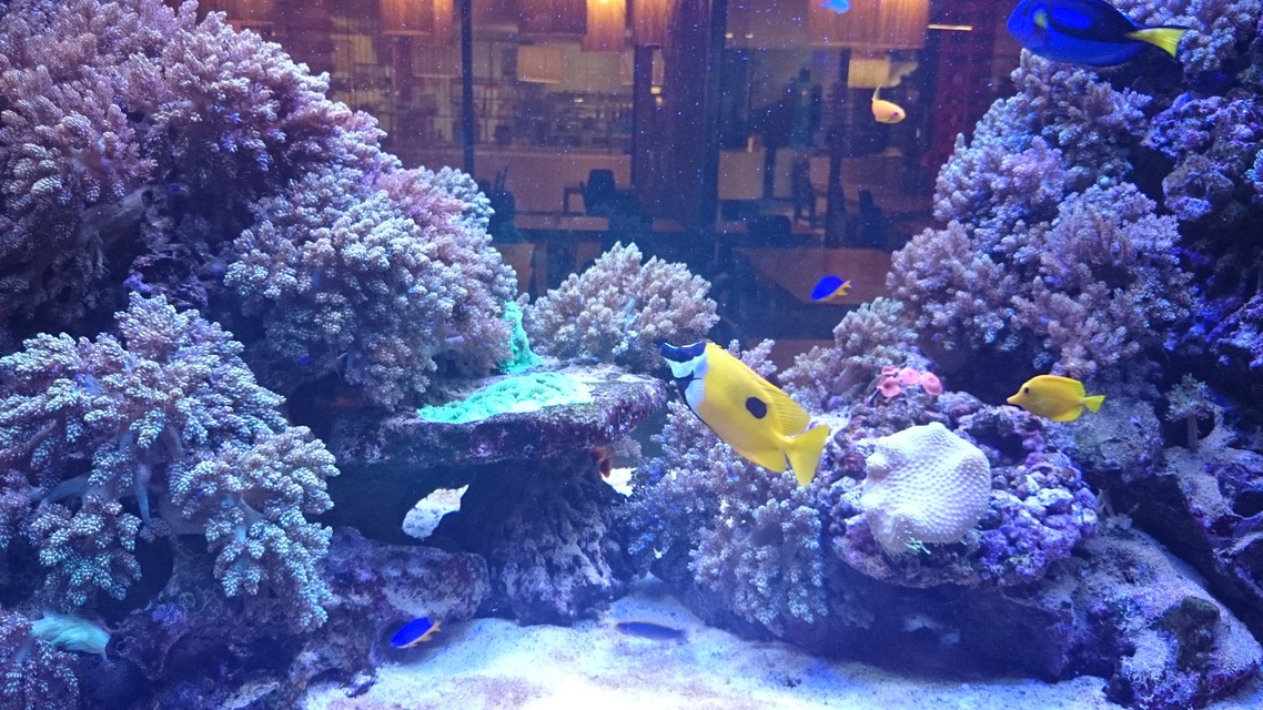 Sony Xperia Z1 compact