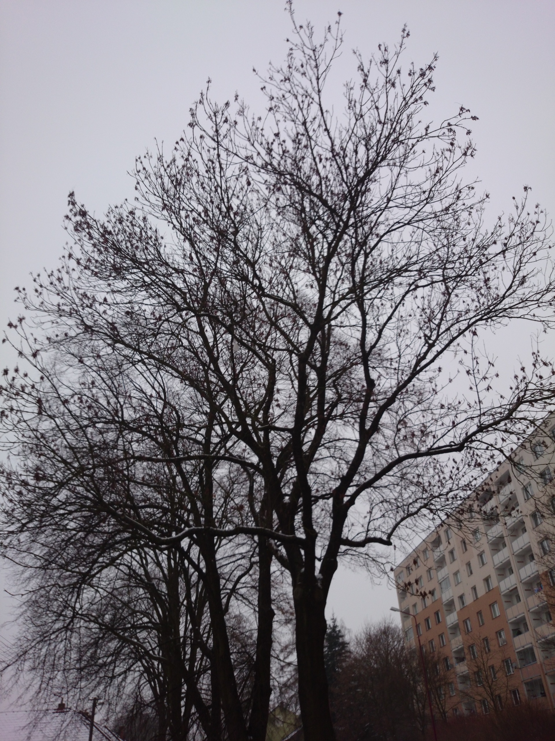 Sony Xperia Z1 Compact