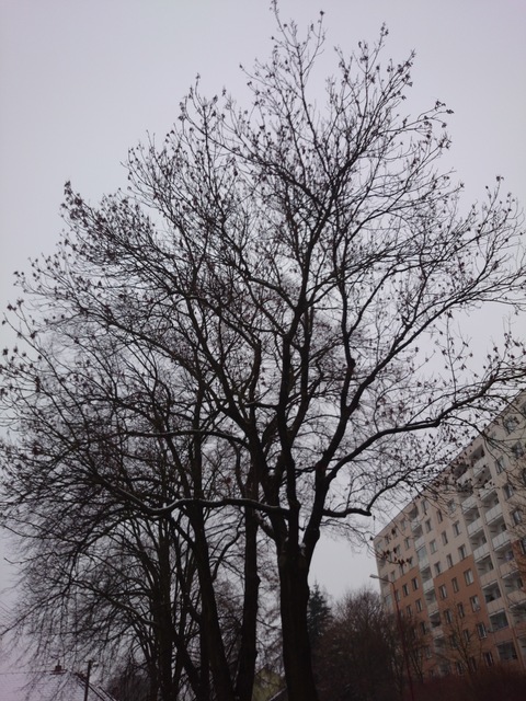 Sony Xperia Z1 Compact