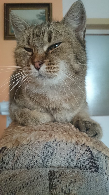 Sony Xperia Z1 Compact