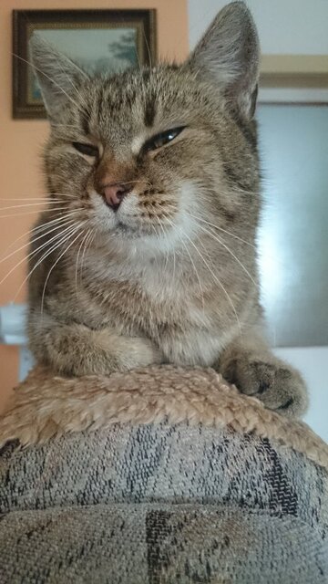 Sony Xperia Z1 Compact