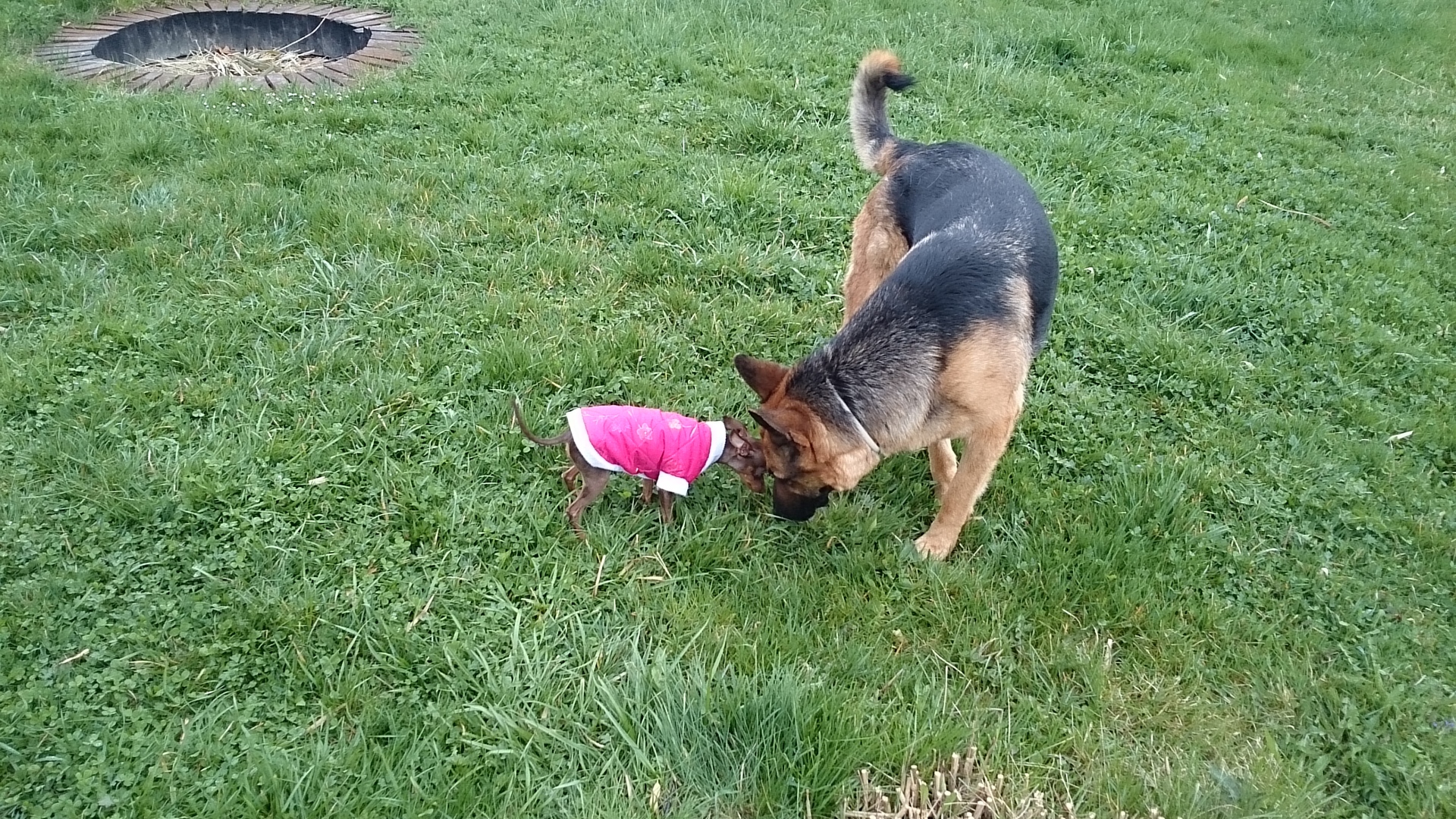 Sony Xperia Z2 Tablet