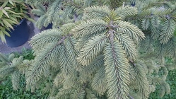 Sony Xperia Z2 Tablet