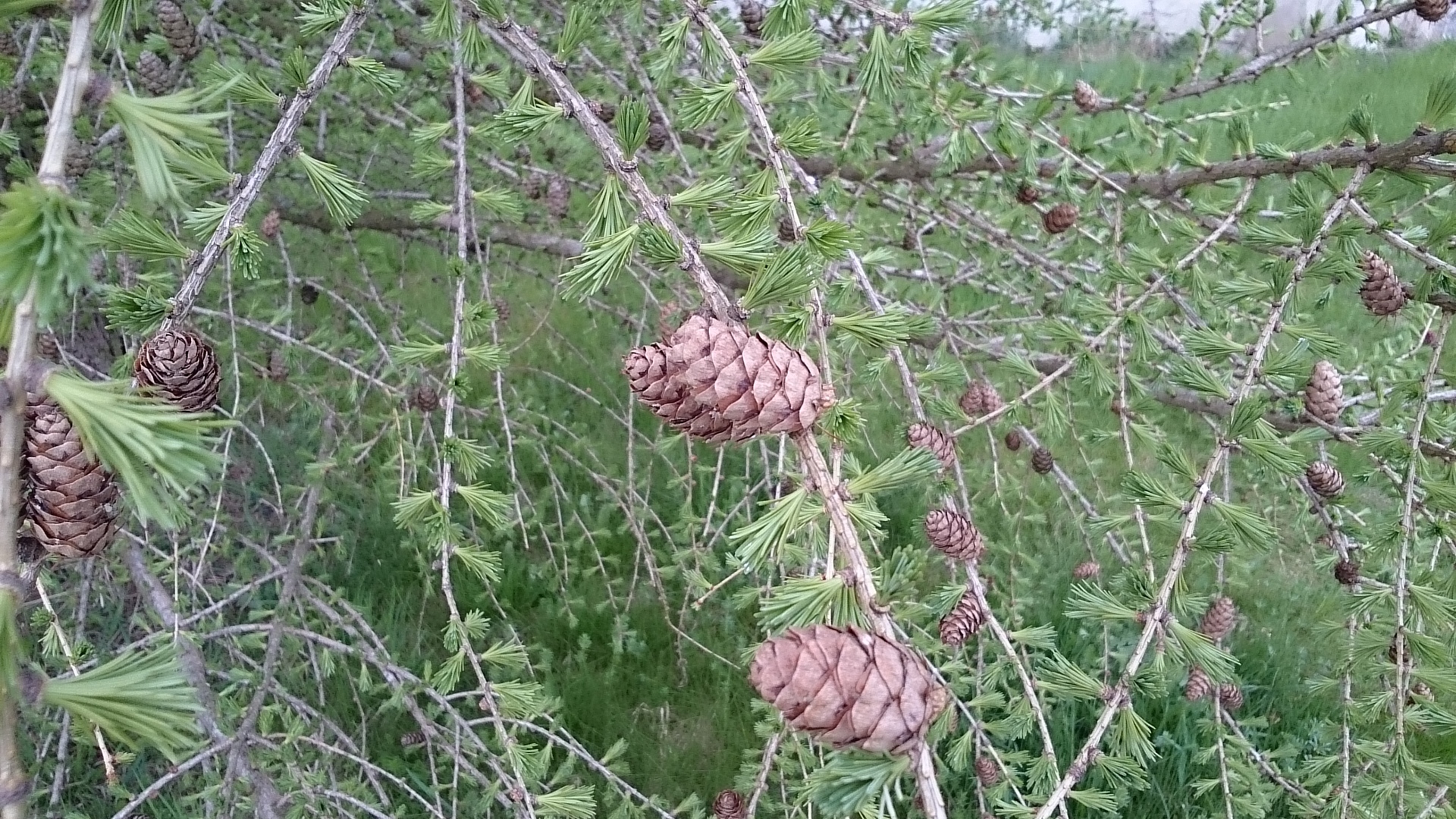 Sony Xperia Z2 Tablet