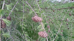 Sony Xperia Z2 Tablet