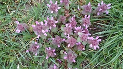 Sony Xperia Z2 Tablet