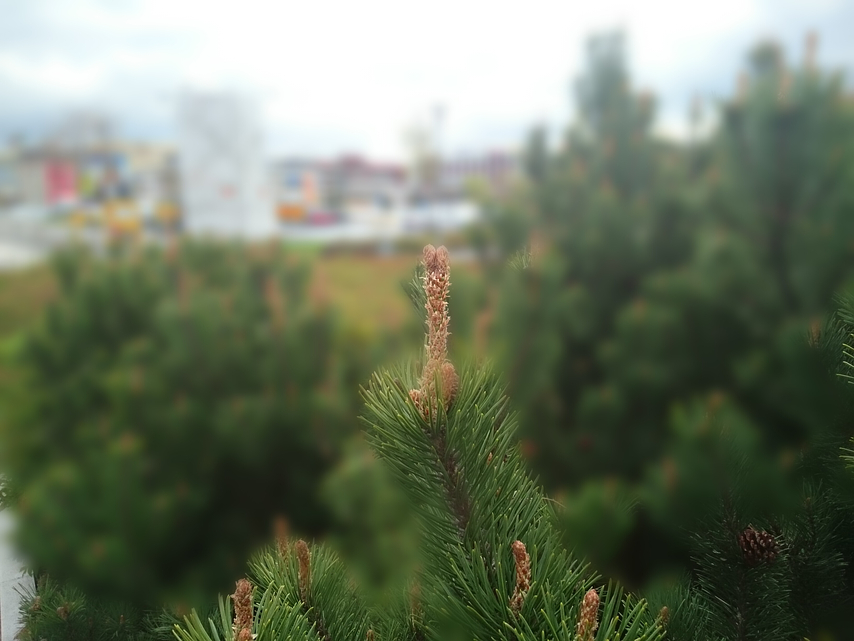 Sony Xperia Z2 Tablet