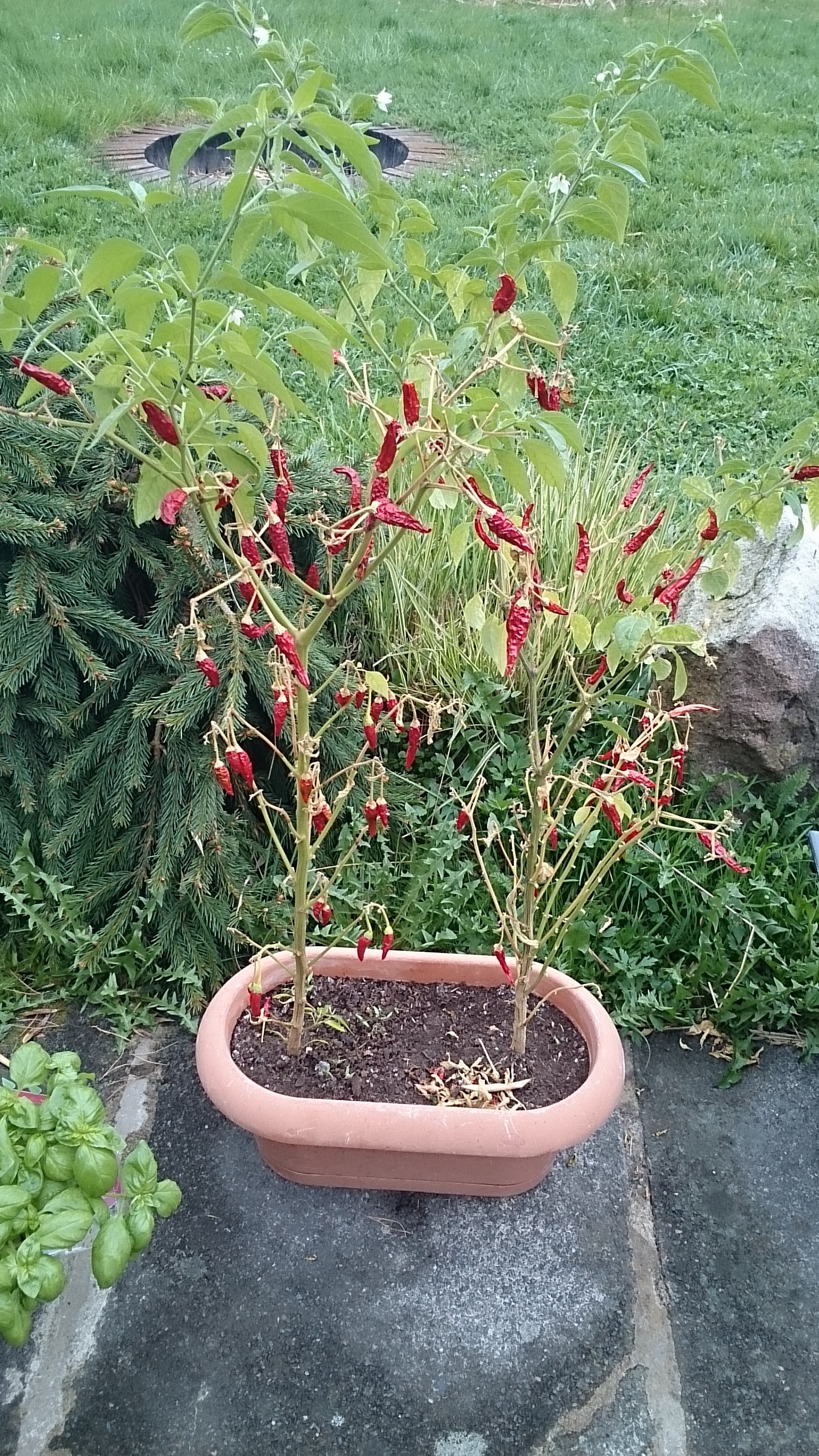 Sony Xperia Z2 Tablet