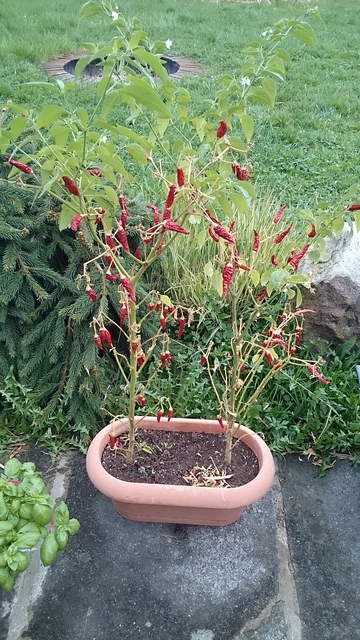 Sony Xperia Z2 Tablet