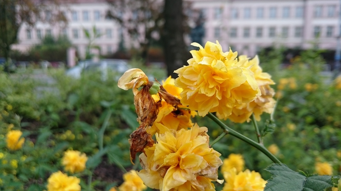 Sony Xperia Z3 Compact