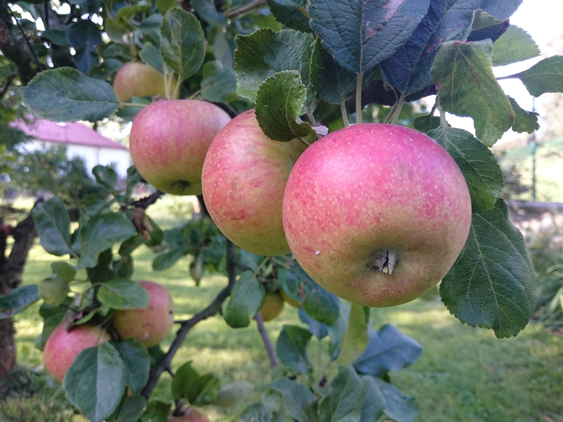 Sony Xperia Z3 Compact