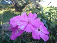 Sony Xperia Z3 Compact