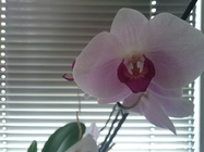 Sony Xperia Z3 Compact