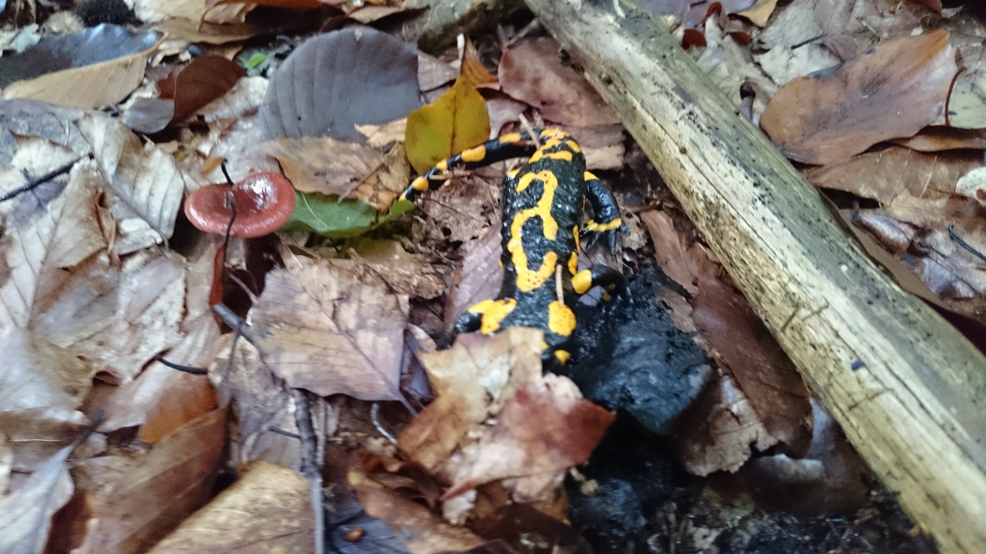 Sony Xperia Z3 Compact