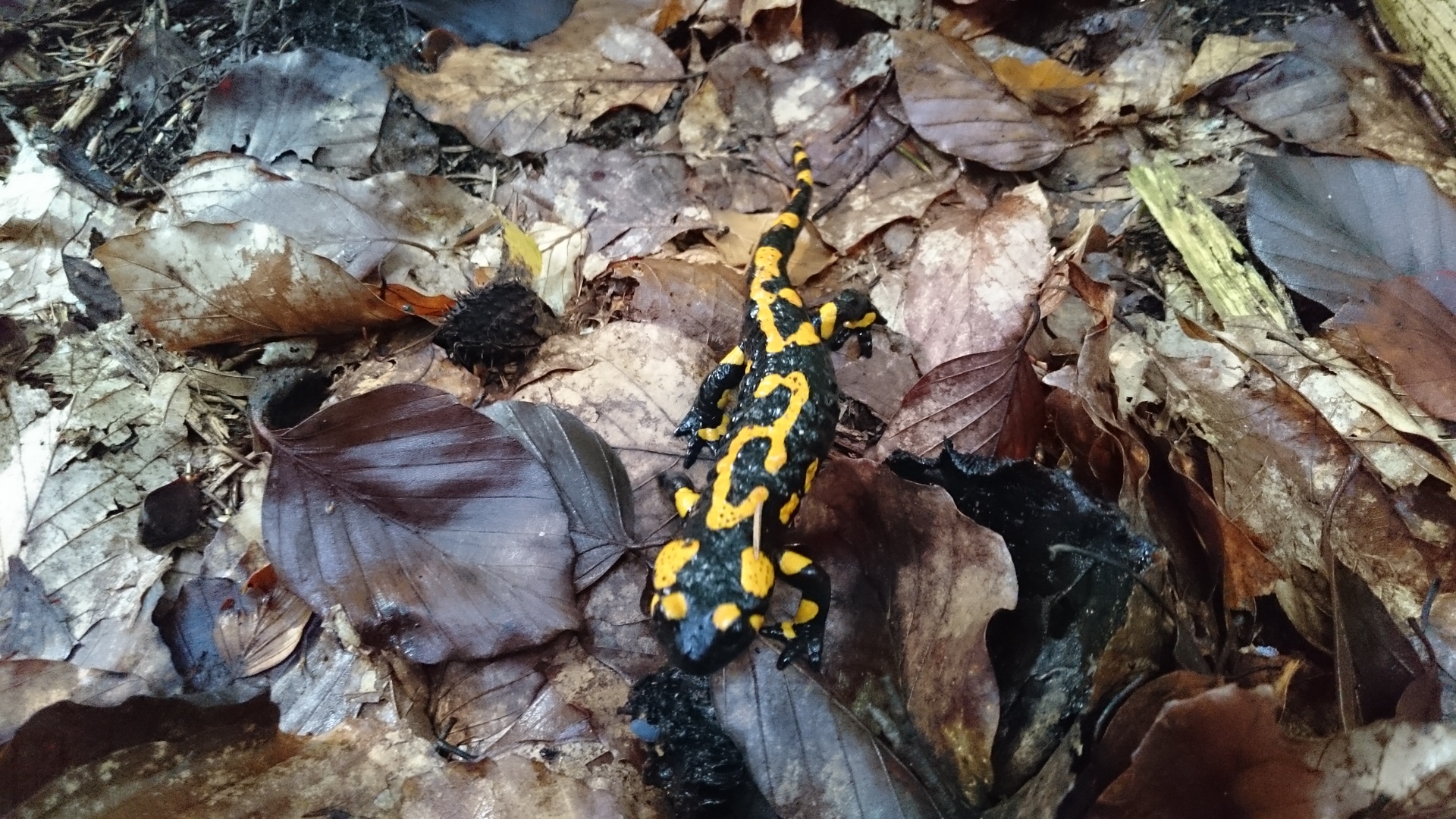 Sony Xperia Z3 Compact