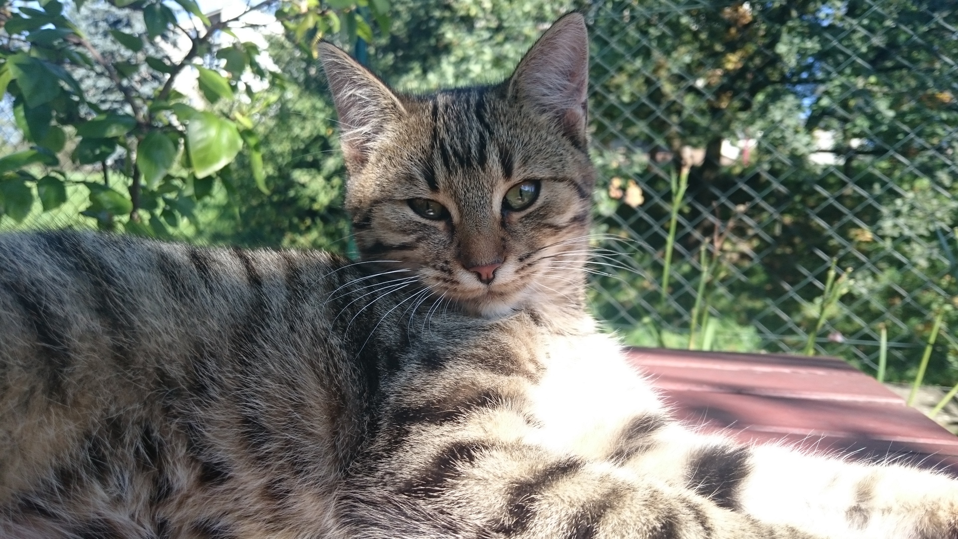 Sony Xperia Z3 Compact