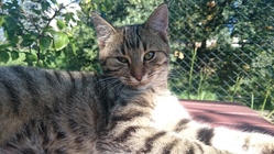 Sony Xperia Z3 Compact