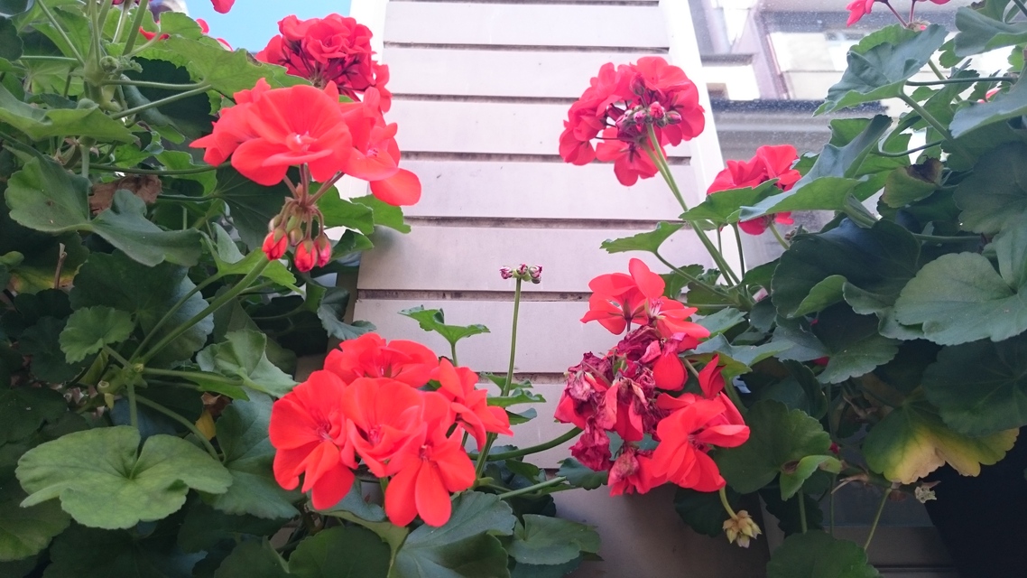 Sony Xperia Z3 Compact