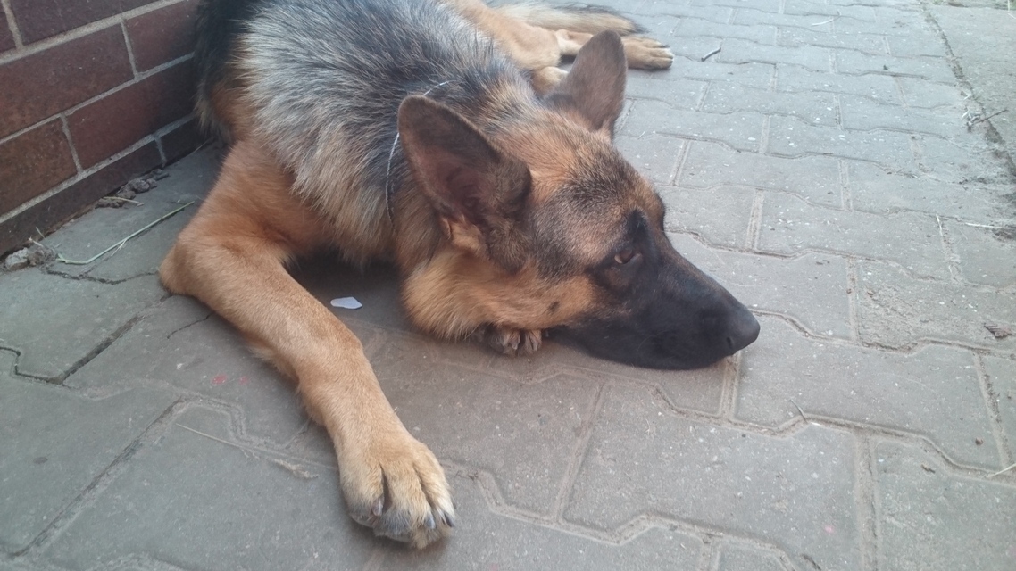 Sony Xperia Z4 Tablet