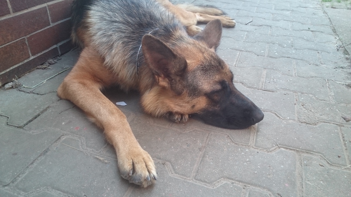 Sony Xperia Z4 Tablet