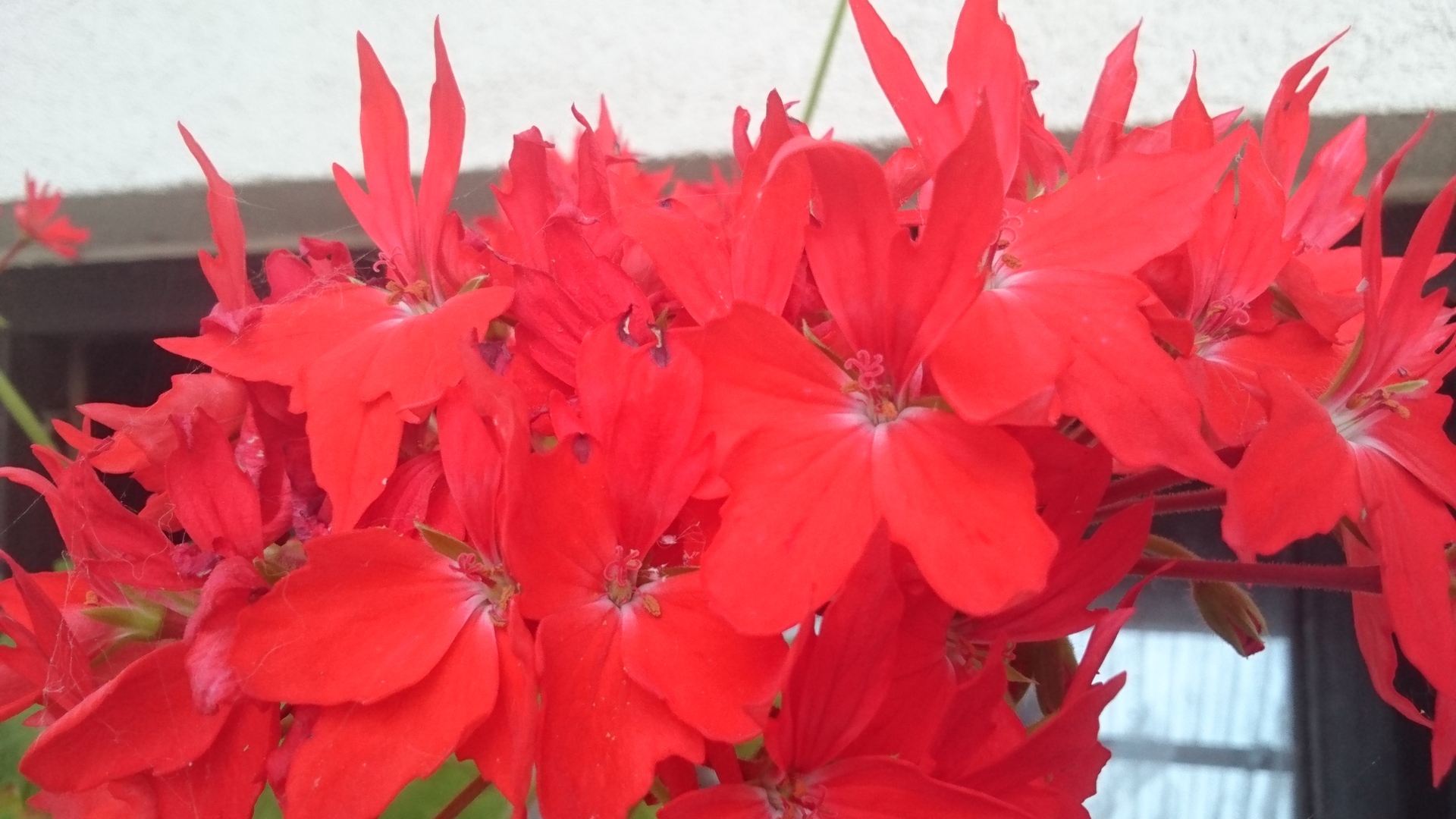 Sony Xperia Z4 Tablet