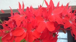 Sony Xperia Z4 Tablet