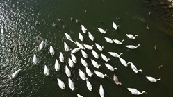 Sony Xperia Z5 Compact