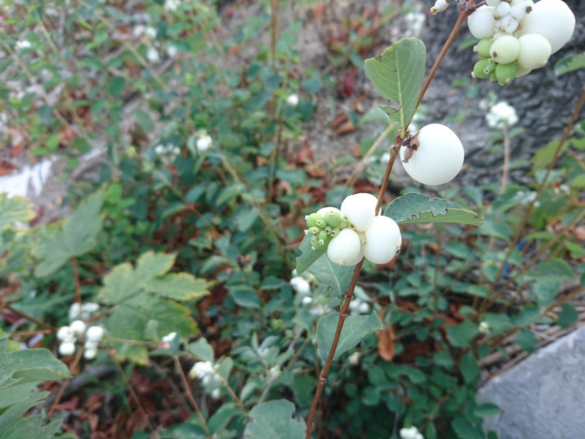 Sony Xperia Z5 Compact