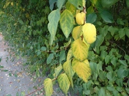 Sony Xperia Z5 Compact