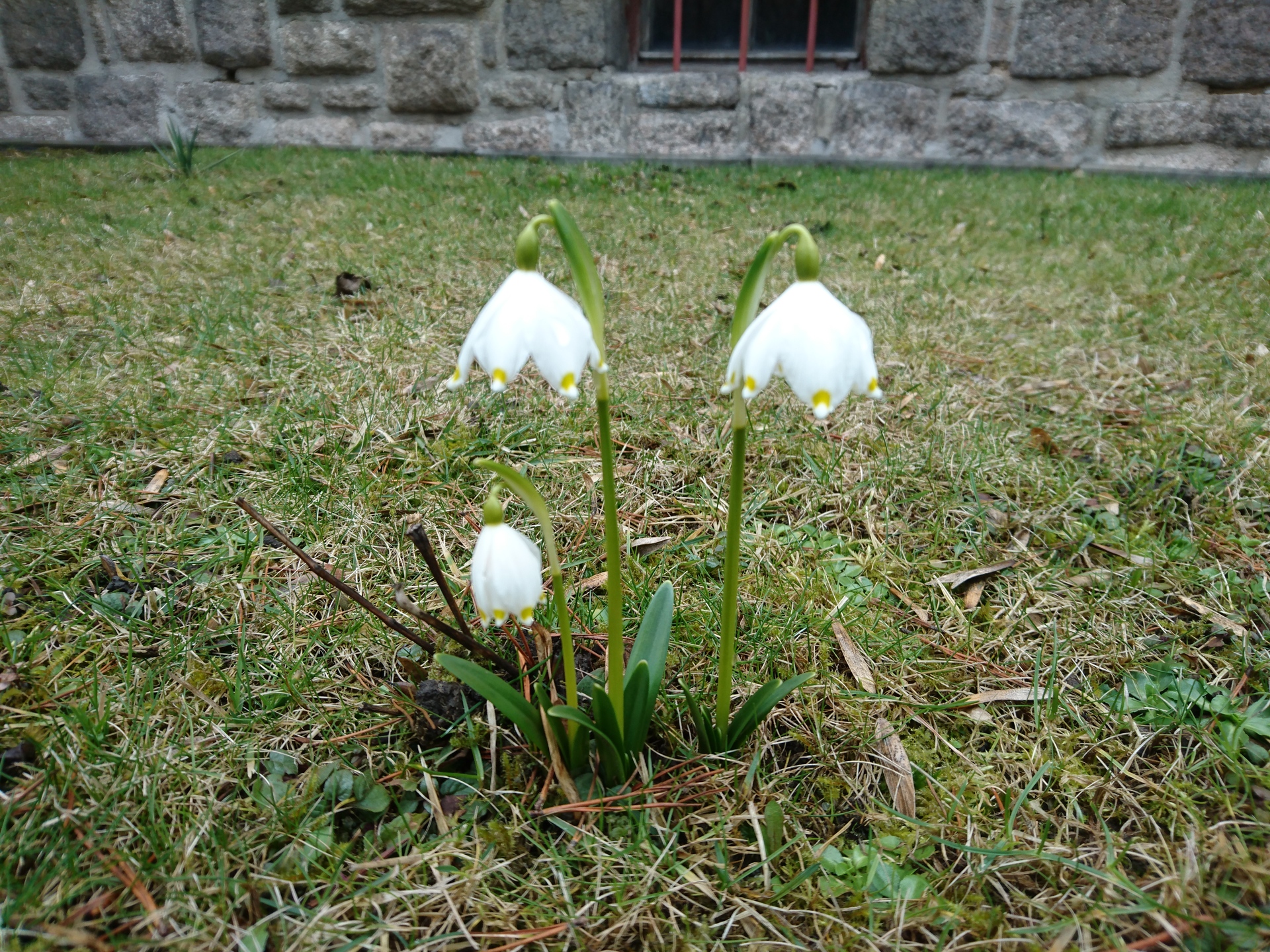 Sony Xperia Z5 Premium