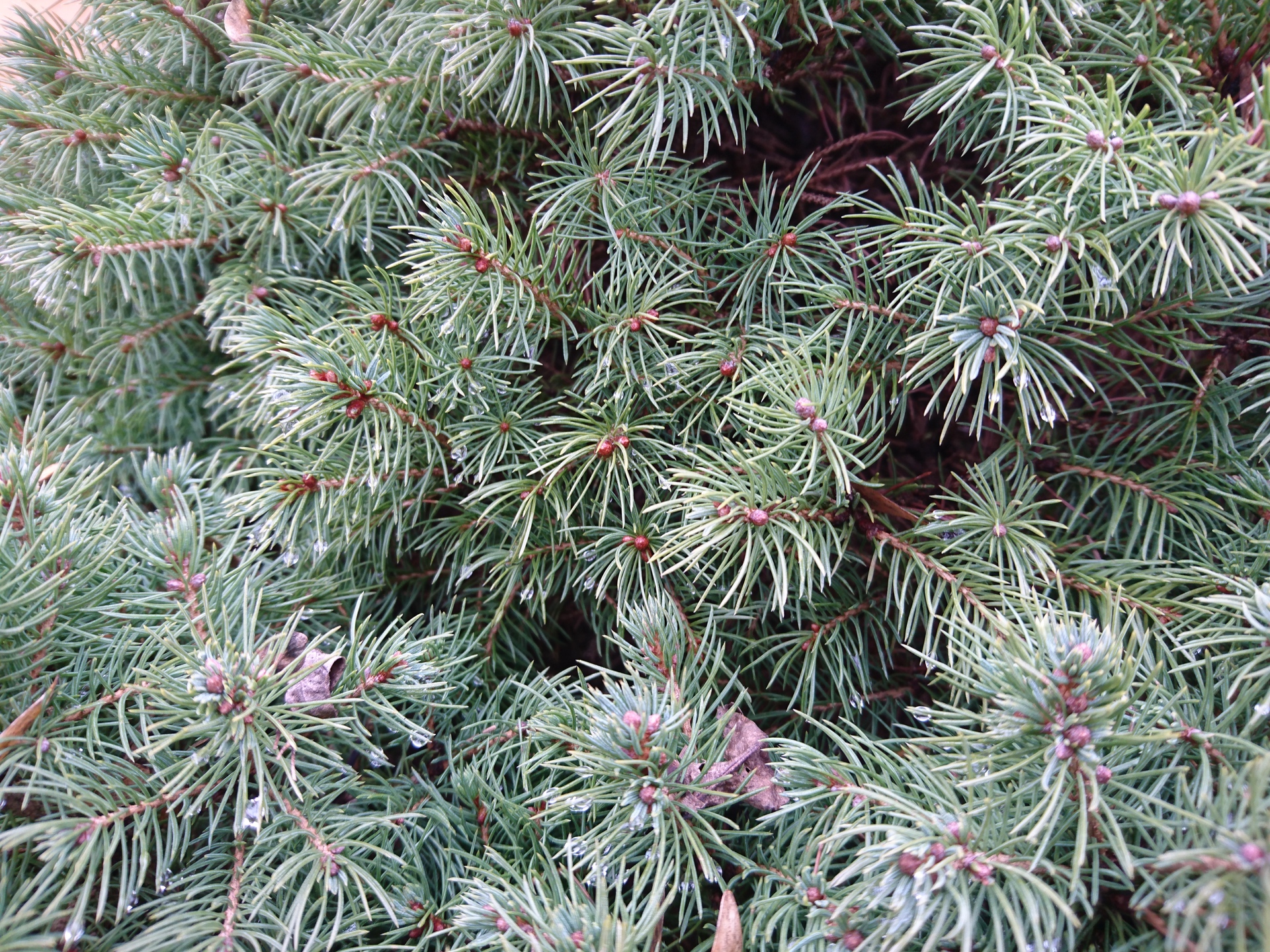 Sony Xperia Z5 Premium