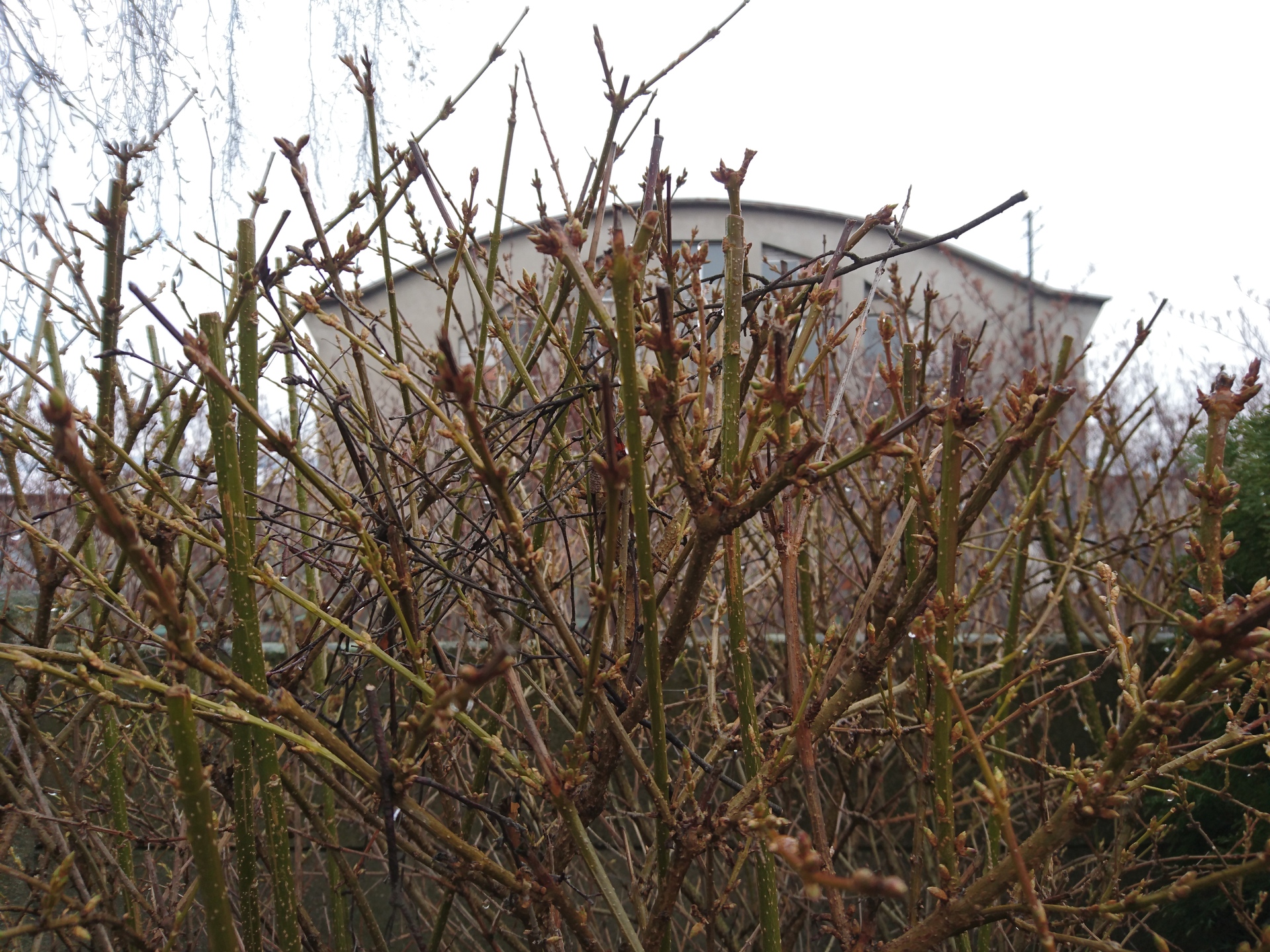 Sony Xperia Z5 Premium