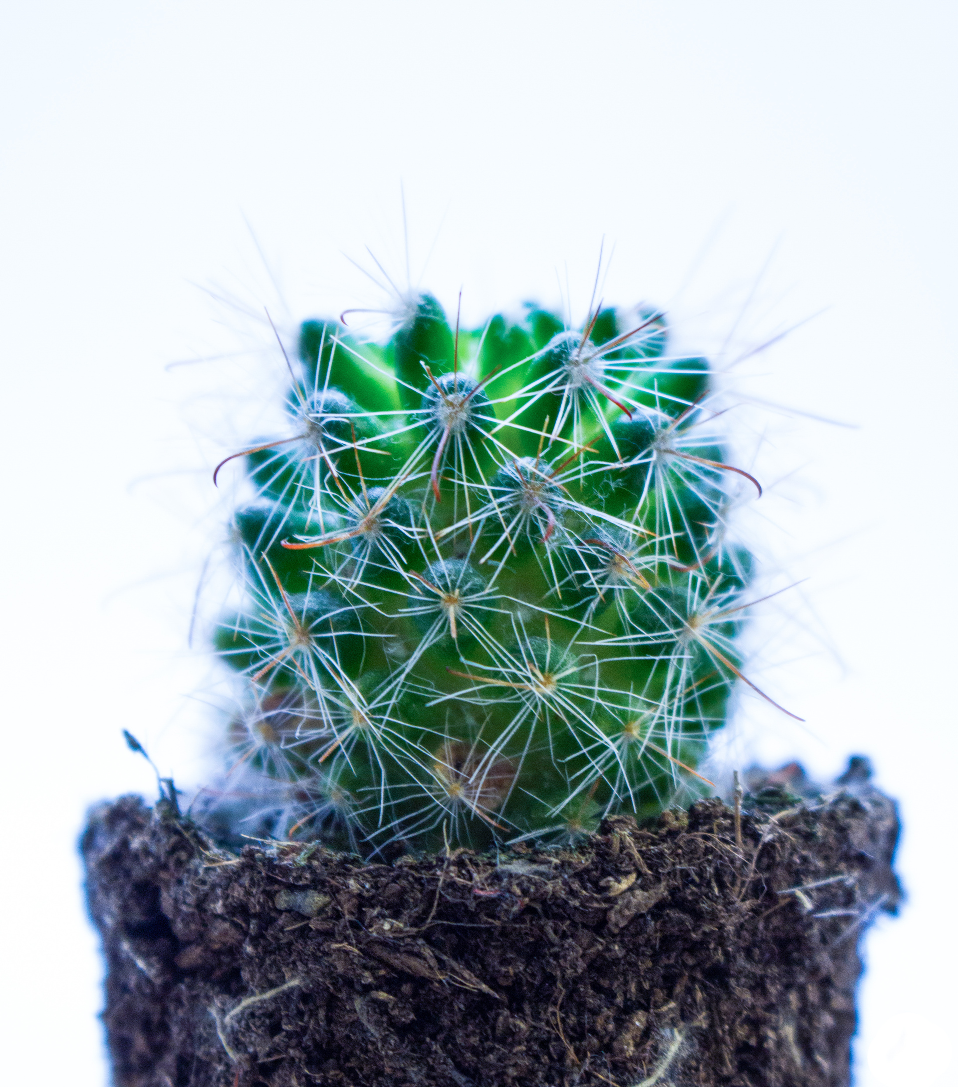 Špatně vyvážená bílá - moc studené odstíny