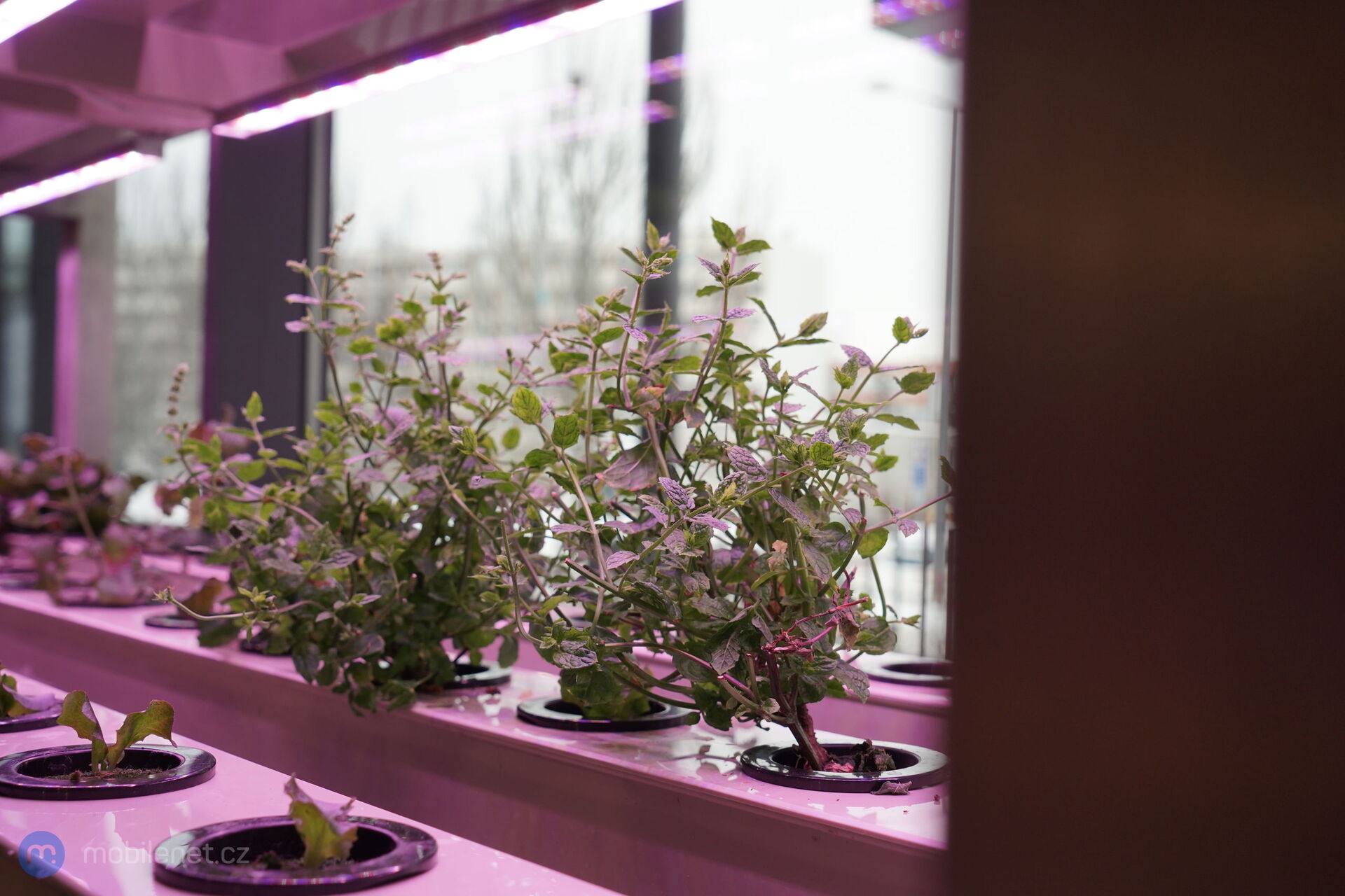 T-Mobile Magenta Experience Center