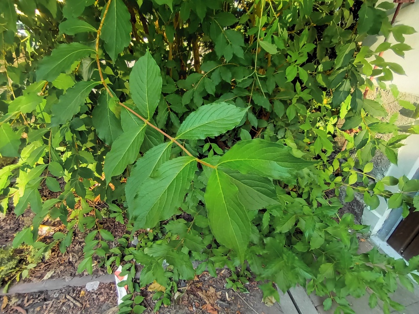 T-Mobile T Phone Pro (2023)