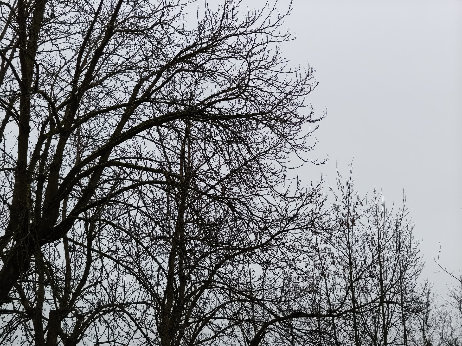 TCL 60 Ultra NXTPAPER