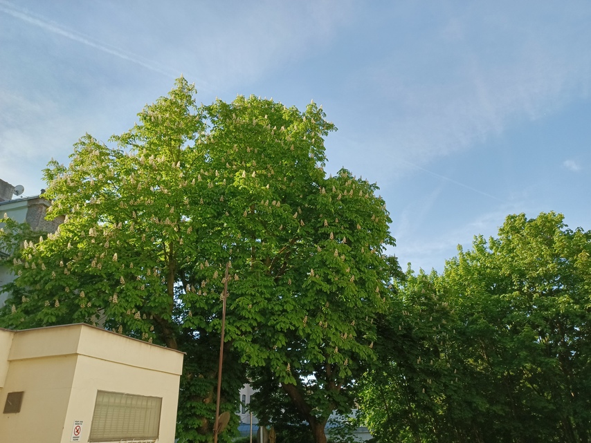 Tecno Camon 18 Premier